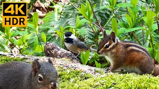 Cat TV for Cats to Watch 😺 Cute Birds Chipmunks Squirrels in the Forest 🐦🐿️ 8 Hours4K HDR [upl. by Tempa]