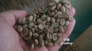 Coffee beans cleaning destoner grading color sorting bagging scale processing line [upl. by Bourgeois]