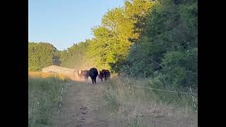 Drought year grazing  This is how Sericea Lespedeza saved our Farm [upl. by Ecirtap]