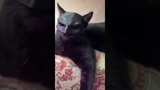 Cat Batman Mask cat batman batcat catlovers fyp [upl. by Eatnoed]