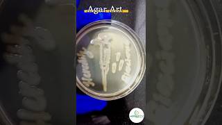 Agar Art 🎨pipette agar lab fun experiment shorts ytshorts science research [upl. by Nahgrom]