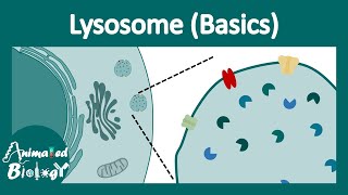 Lysosome structure and function  Lysosomal function  Lysosomal enzymes  cell bio [upl. by Nois]