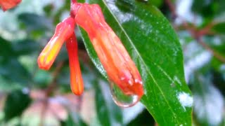 Hamelia patens Mexican firebush Hummingbird flower plant [upl. by Notsgnik255]