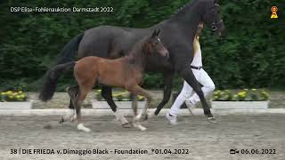 KN 38 Stutfohlen v Dimaggio BlackFoundation [upl. by Asnarepse]