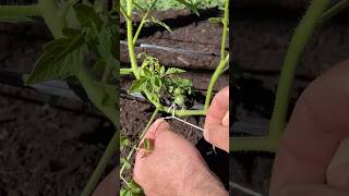 Cosecha más TOMATES sin Podar las Plantas [upl. by Volny411]