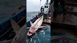 HUGE sea monster captured by fishermen🌊🐟 [upl. by Anived]