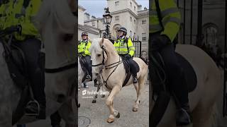 Cream coloured horse metpolice [upl. by Sim]