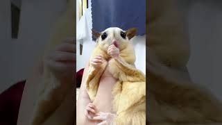 Cute Sugar Glider Eating Worm shorts sugargliderasmr sugargliderlover [upl. by Penrose]