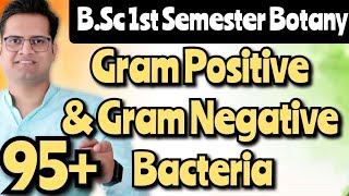 Difference between Gram Positive amp Gram Negative Bacteria bedkdian mjpru bsc1stsemester botany [upl. by Rabbi]