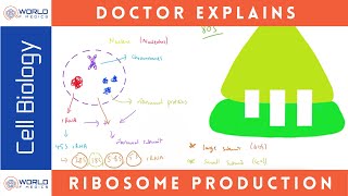 Production of Ribosomes  Cell Biology [upl. by Eisyak]