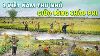 Linh Philip  Team Châu Phi Ra Quân  Ngày Hội Gặt Lúa  Tại Việt Phi FARM [upl. by Hagan]