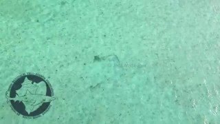 Critically Endangered Smalltooth Sawfish pristis pectinata filmed using drone in Bimini Bahamas [upl. by Ketty]