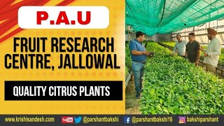 How to Produce Quality Citrus Plants citrus Fruit Research Centre Jallowal PAULUDHIANA [upl. by Grassi]