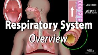 Overview of the Respiratory System Animation [upl. by Ahsenaj151]