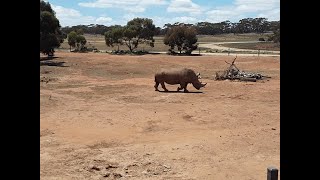 Monarto Zoo [upl. by Nadnarb]