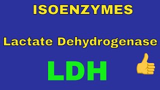 Lactate Dehydrogenase Enzyme  LDH  Isoenzymes  By Dorka Beri [upl. by Alyel]