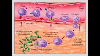 Moléculas de adhesión Migración leucocitos [upl. by Jeana]