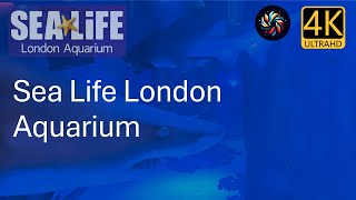 The SEA LIFE London Aquarium  Experience Under Water Escape  4K UHD sealifelondon [upl. by Shiller607]