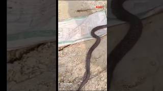 viral video snake cobrarescue elease snakecobra viralvideo viralshort [upl. by Drud952]