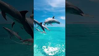 Dolphins are the dancers of the ocean leaping miracles in the clear seasshorts [upl. by Standley]