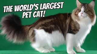 Meet the Maine Coon The Gentle Giant of the Cat World [upl. by Refanej]