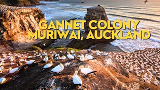 Incredible Gannet Colony Experience Muriwai Auckland New Zealand [upl. by Hsiekal]