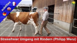 Stressfreier Umgang mit Rindern  Philipp Wenz zeigt Methode quotLow Stress Stockmanshipquot [upl. by Noied]