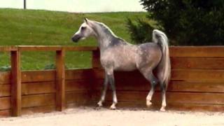 The Quiet Man EQ 2007 Arabian Stallion [upl. by Ientruoc]