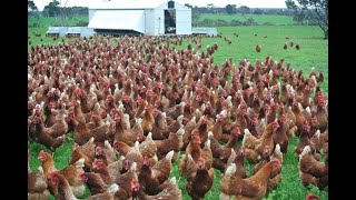 Amazing  Nearly 30 Thousand Chickens and Roosters All at Once out for feeding [upl. by Adalheid]