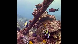 When Moorish Idols Throw a Fish Party  MEGA Lab Cam  Hawaii like share youtubeshorts [upl. by Scoles]