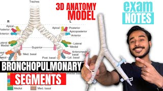 bronchopulmonary segments anatomy 3d  bronchial tree anatomy  anatomy of bronchopulmonary segments [upl. by Adachi683]