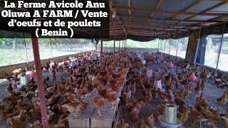 BÉNIN  La Ferme Avicole Anu Oluwa A FARM DevenirFermier [upl. by Ogirdor]