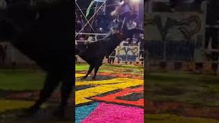 TORAZO DE RANCHO EL BERMEJAL🐂🔥🔥 jaripeo shorts [upl. by Isolt437]