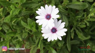 African Daisies  Propagation [upl. by Tisbe]