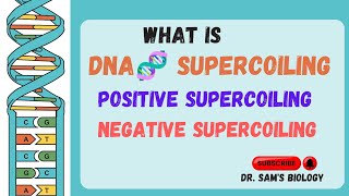 What is Supercoiling of DNA 🧬 Negative Supercoiling Positive Supercoiling Dr Sams Biology [upl. by Ahseym828]