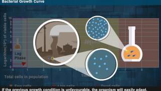 Growth Curve of Bacteria  Year 1 [upl. by Nabru]