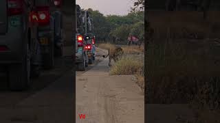 Gir national safari parks  aambardi safari park  lion Gir forest Gir  shorts trending shots [upl. by Jumbala]