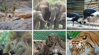 Bannerghatta Zoo zoo tour  Bangalore  trending ytviral ytvideo viralvideo zoo safari [upl. by Arinayed855]