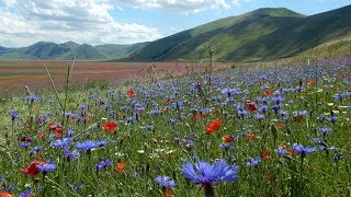 CASTELLUCCIO DI NORCIA LA FIORITURA 2018  HD [upl. by Schalles]