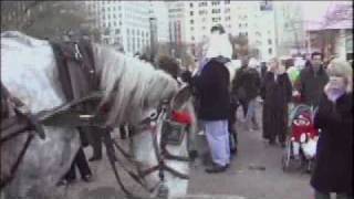 Horse Drawn Carriage Cruelty [upl. by Hecklau82]