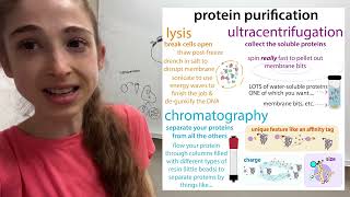 Overview of a quottypicalquot recombinant protein expression amp purification workflow [upl. by Aicenod]