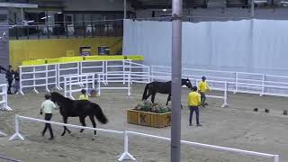 Phase 3 of Hanoverian preselection of jumping stallions for licensing [upl. by Ettenoitna]