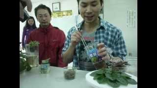 20120324 台中網聚 阿棋大示範教學 非洲紫羅蘭 vidowang African Violets [upl. by Deckert]