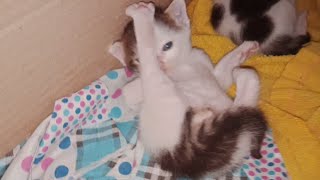 Adorable baby kitten lifts and cleans its feet looks cute [upl. by Jeramie]