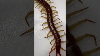 Giant Centipede Scolopendra Dehaani Flame Legs Singapore [upl. by Dove448]