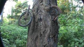 bike in tree vashon Island [upl. by Mendes]