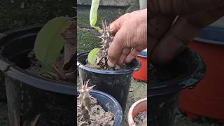 Reusing ➡️ old planters ➡️ Propagate 🌿 Euphorbia milli cuttings reuse shorts [upl. by Horlacher]