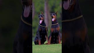 What Is a Doberman Pinscher Everything You Need to Know shortfeed factspick [upl. by Limemann80]