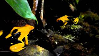 A couple of Dendrobates tinctorius Matecho eating [upl. by Alsworth]