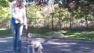 Wheaten Terriers How to Teach Your Dog Obedience Training Tips amp Tricks  Teach Your Wheaten Terrier to Heel Using These Dog Obedience Training Methods [upl. by Alahc615]